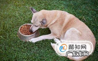 狗吃人屎对狗有没有害吗狗吃了人屎会不会有害