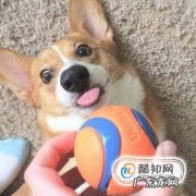 怎么和狗狗培养感情