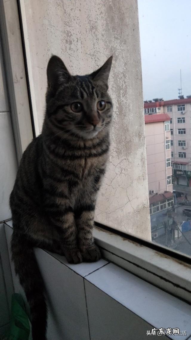 猫能听懂人话么 猫能听得懂人话吗