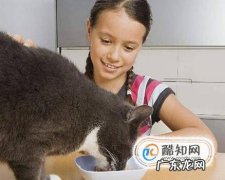 如何养一只可爱听话的猫