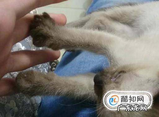 如何养一只可爱听话的猫