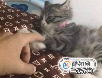 如何养一只可爱听话的猫