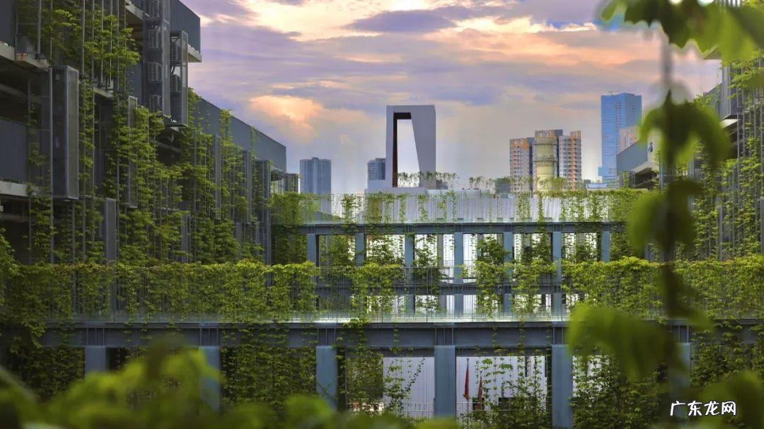 深圳十大国际学校排名 国际学校深圳市