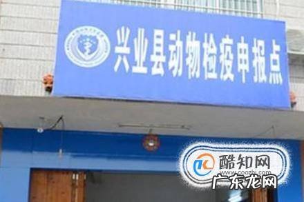 春节回家坐车怎么样带宠物