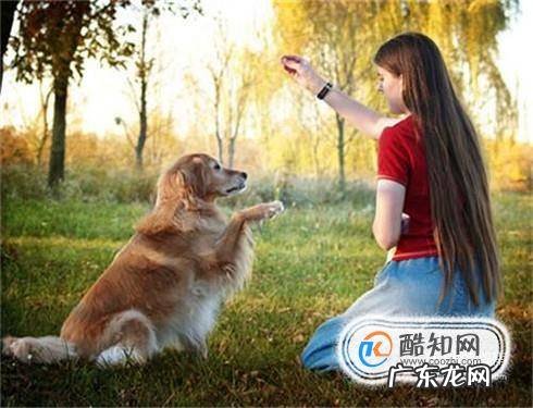 怕狗怎么克服很怕狗怎么办