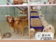 怕狗怎么克服很怕狗怎么办