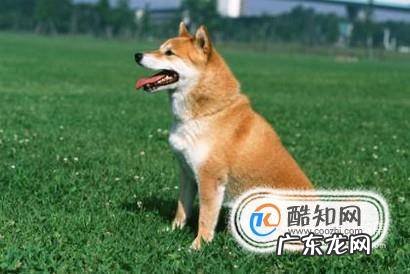 狗毛色变浅变淡怎么回事哪些狗狗毛色容易变化