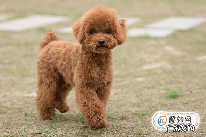 狗毛色变浅变淡怎么回事哪些狗狗毛色容易变化