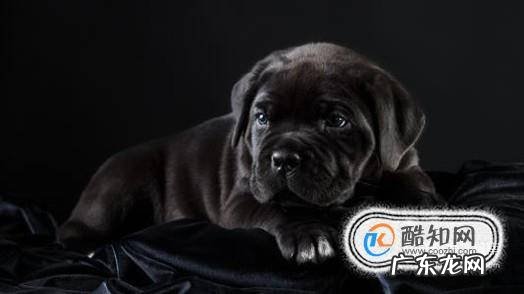 狗毛色变浅变淡怎么回事哪些狗狗毛色容易变化