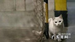 如何姿势正确地调戏一只流浪猫