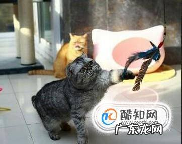 如何姿势正确地调戏一只流浪猫