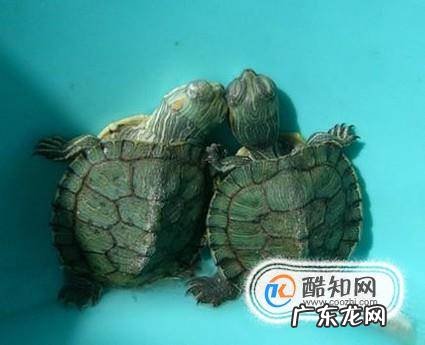 小乌龟吃什么适合小乌龟的食物