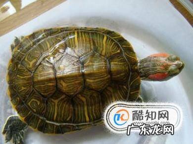 小乌龟吃什么适合小乌龟的食物