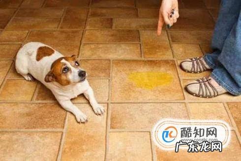 狗狗偶尔吃自己大便狗为什么吃自己的屎