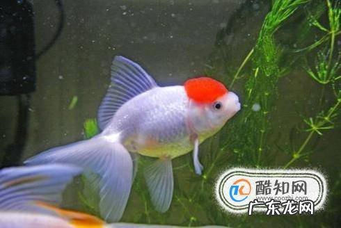 家里怎样养好金鱼不会死