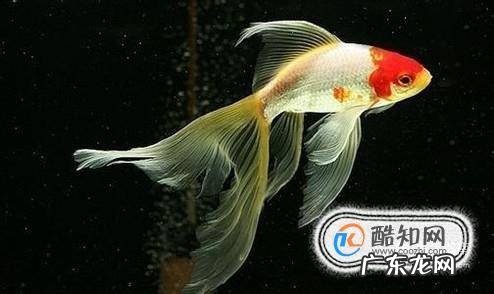 家里怎样养好金鱼不会死