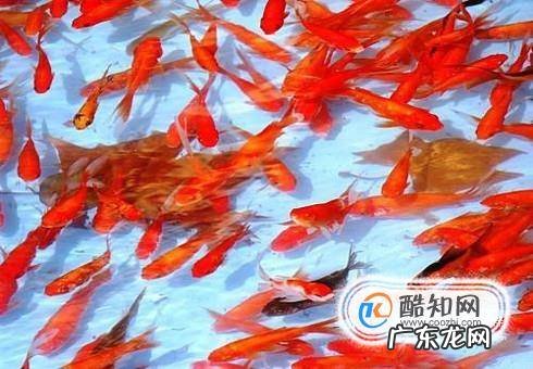 家里怎样养好金鱼不会死