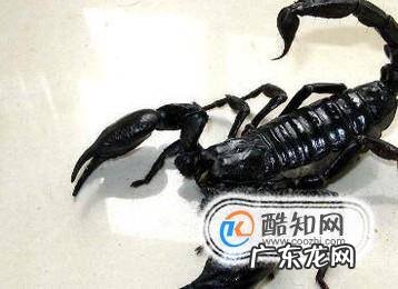 活蝎子怎么保存