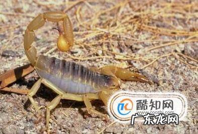 活蝎子怎么保存