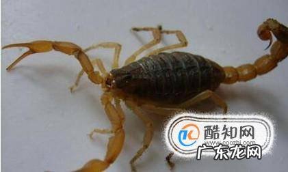 活蝎子怎么保存