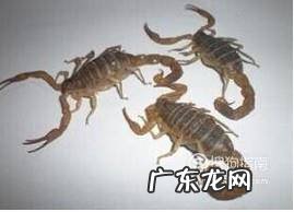 活蝎子怎么保存