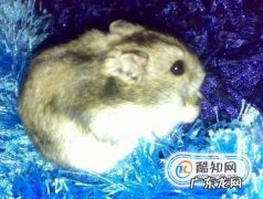 如何利用旧物给小仓鼠营造一个温馨家园
