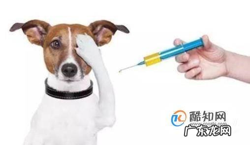 小狗肚子里有虫子怎么办