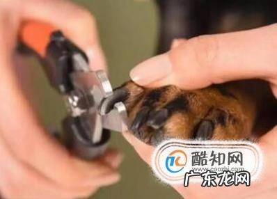 给猫剪指甲出血了怎么办