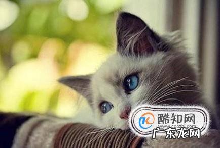 猫咪消化不良怎么办猫咪消化不良吃什么