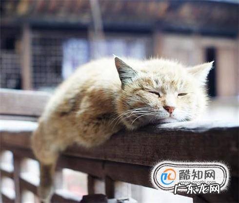 猫咪消化不良怎么办猫咪消化不良吃什么
