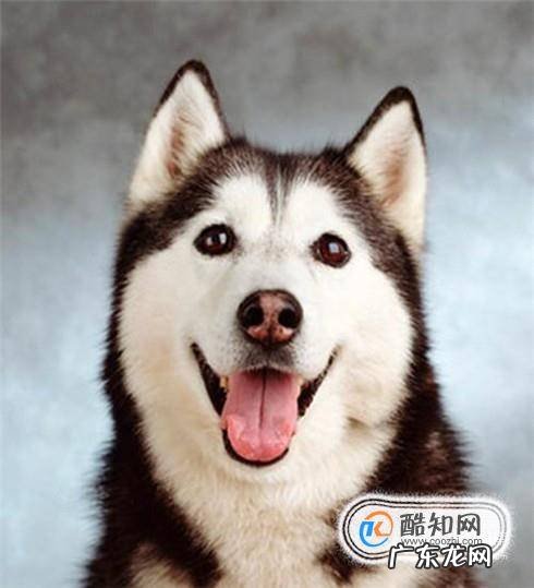 狗狗是如何散热的