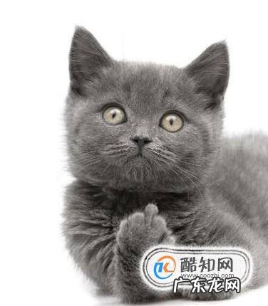 怎样给猫剪指甲