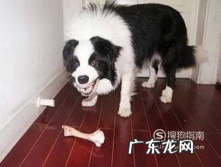 狗狗误食异物的处理方法