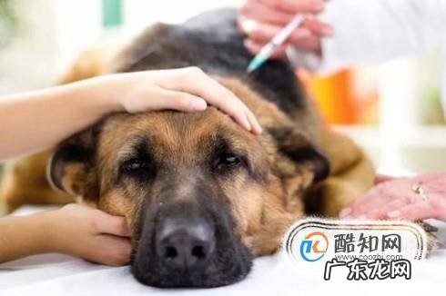 狗狗误食异物的处理方法