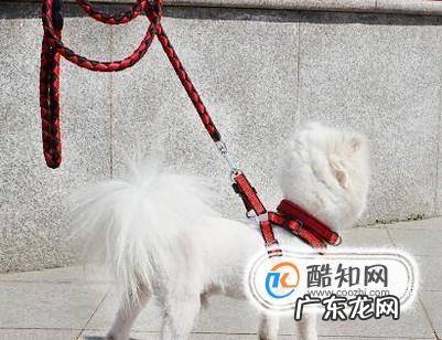 养狗需要准备哪些东西