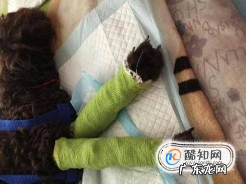 狗狗腿断了怎么接