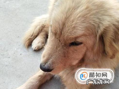狗狗腿断了怎么接
