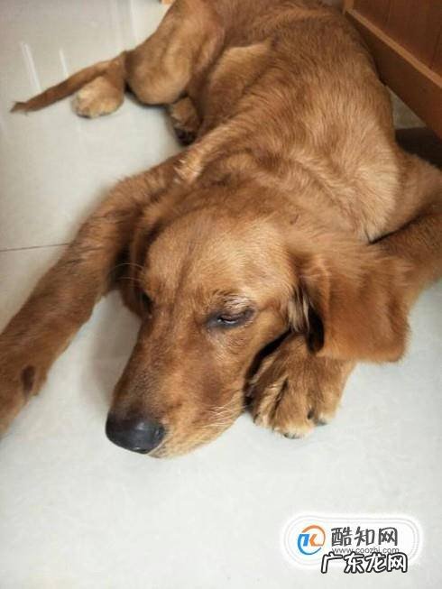 狗狗腿断了怎么接