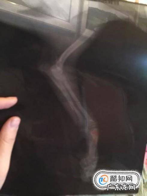 狗狗腿断了怎么接