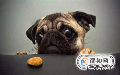狗狗的生活习性介绍