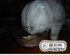 如何判断猫咪饮水量以及怎样让猫咪多喝水