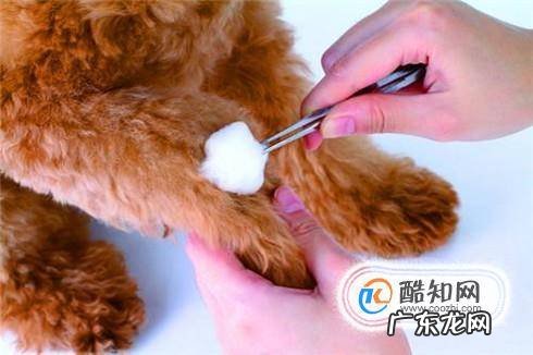 狗狗伤口的处理方法