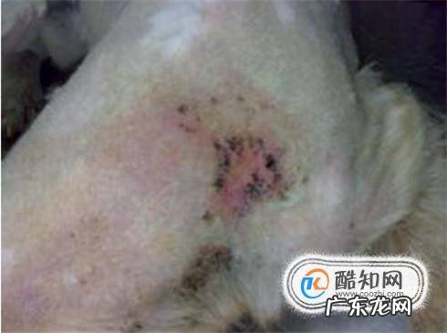 狗狗伤口的处理方法