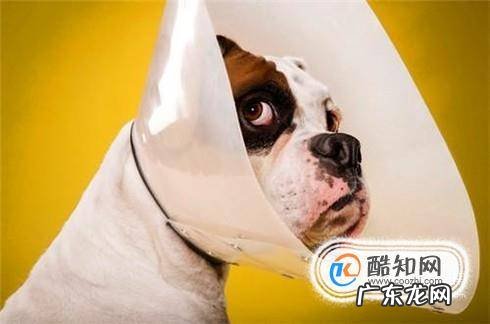 狗狗伤口的处理方法