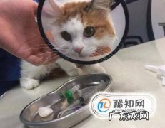 猫咪绝育的注意事项