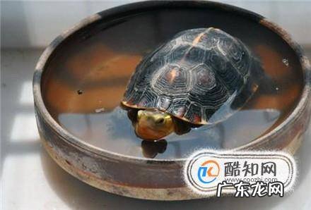 长寿龟的饲养方法