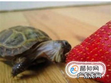 长寿龟的饲养方法