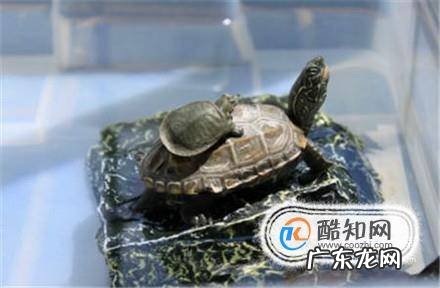 长寿龟的饲养方法