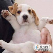 怎么让狗狗固定去厕所尿尿