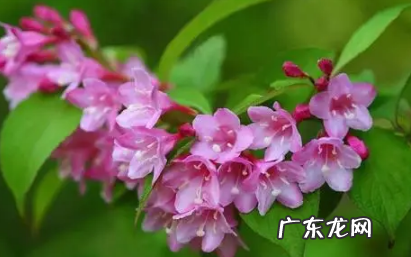 锦带花花期 锦带花一年开几次花